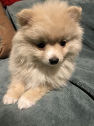 Beautiful Sweet Pomeranian Puppy