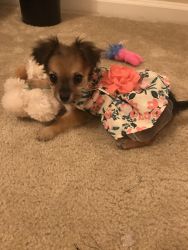 Pomeranian mix puppy with supplies/kennel