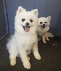 Pair of Pomeranians for sale