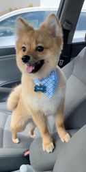 Pomeranian looking for a loving home
