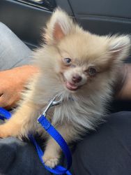 Pomeranian puppy needs a new home !