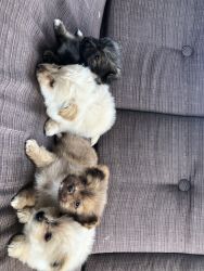Pomeranians for sale