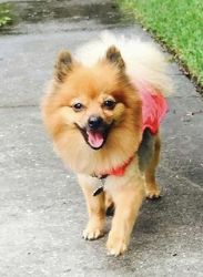 8 years old Pomeranian looking for new home