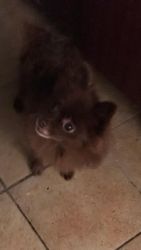 Dark brown Pomeranian