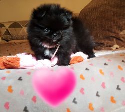 Puppy pom absolutely adorable 16 weeks old female