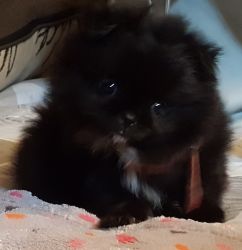 Puppy pom absolutely adorable