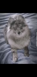 Blue Merle Pomeranian
