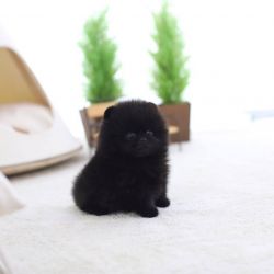 Black Pomeranian Male and Female Puppies