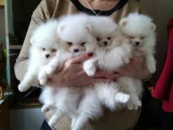 Teacup Pomeranian Puppies For Sale With Free Shipping