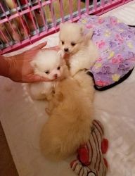 Tea Cup Pomeranian Puppies