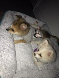 Two pomeranian puppy