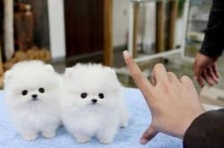 Tiny T-Cup Pomeranian Puppies For Sale