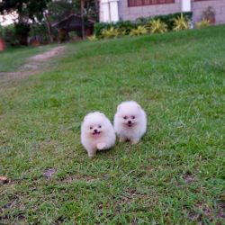 Kc Registered Tiny Pedigree Pomeranian Puppies