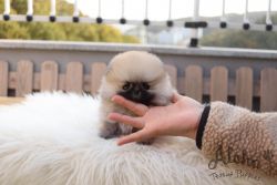 PUPPY PROFILE Name: Brownie Breed: Pomeranian Gender: Female Birthday: