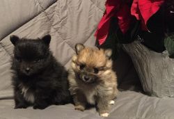 FOR SALE Pomeranian Puppies Male & Female - Canton, OH