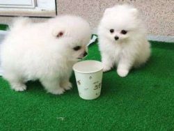 100%Charming Pomeranian Puppies For sale