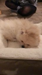 Cream Pomeranian Puppy For Sale