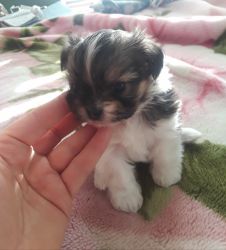 5 Gorgeous Tiny Puppies MiKi