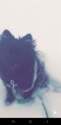 1.5 year old pomeranian 150 rehoming fee
