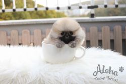 Mini Teacup Pomeranian Puppies For Sale - Brownie