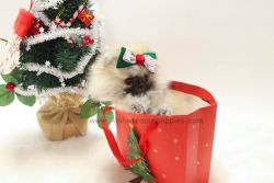 Teacup Mini Pomeranian Puppies For Sale - Brownie