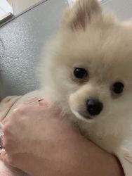 Adorable Pomeranian