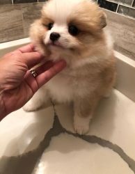 Healthy Teacup Pomeranian puppies for sale.