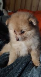 Attractive Reg. Pomeranian Puppies Available