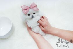 Teacup Toy Pomeranian Puppies For Sale - Merry