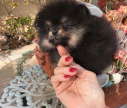 Gorgeous tiny Pomeranian
