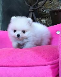 Gorgeous Micro Teacup Pomeranian Puppies