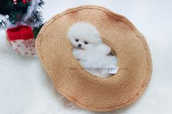 Teacup Mini Pomeranian Puppies For Sale - Snow