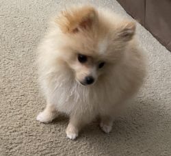 Small cute, fuzzy Pomeranian in search of a new home!!