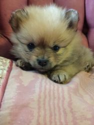 POMERANIAN PUPPIES FOR SALE