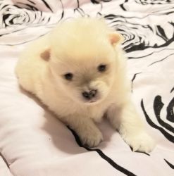 Absolutely adorable pocket Pomeranian puppies
