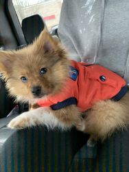 Beautiful Pom puppy for sale