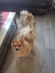 2 Pomeranian Siblings