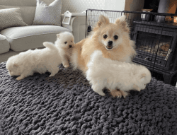 Pomeranian Puppies Available