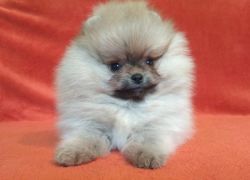 Pomeranian puppies for show and breeding