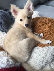 Pomeranian puppy (F)- adorable
