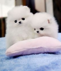 CKC Reg. Micro Teacup Pomeranian puppies FOR SALE