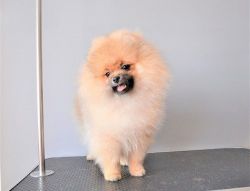 Fluffy male and female Pomeranian pups available for sale