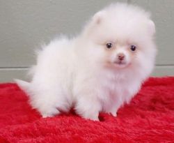 Rosy the beaver color Pomeranian puppy