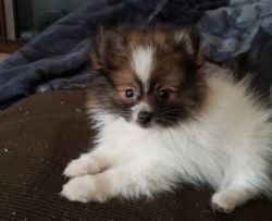Pomeranian looking for a good home