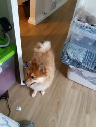 Pomerainian Corgy for sell 3 years 1 month old