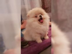 Rehoming Toy Pomeranian