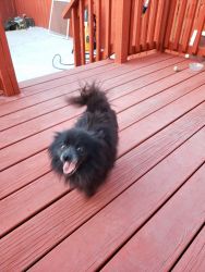Black pure breed Pomeranian for sale