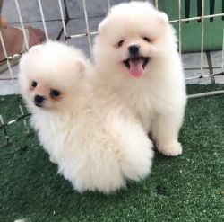 adorable pomeranian puppies available
