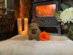 Pomeranian Puppies Ready For New Home