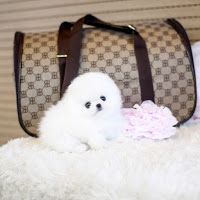 AVAILABE TEACUP POMERANIAN PUPPIES AVAILABE